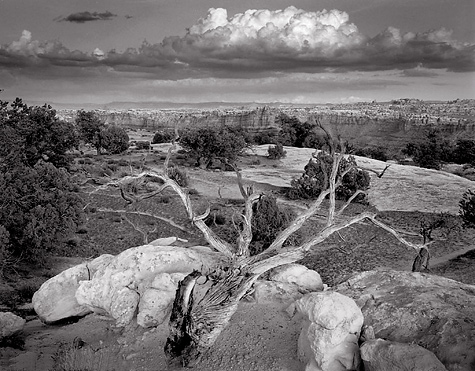 Fallen Tree, Maze District, 1985. Canyonlands National Park, Utah. Black and white photograph